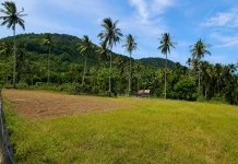 Petani Targetkan Padi Gogo Mulai Ditanam Agustus hingga Septembers