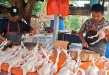 Pasokan Lancar, Harga Ayam di Sabang Masih Stabil