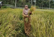 Bateshok Diproyeksikan Jadi Percontohan Ketahanan Pangan Sabang