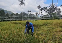 Perluasan Lahan Padi Gogo Disiapkan Penuhi Permintaan Beras Lokal