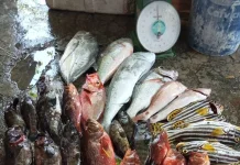 Cuaca Ekstrem Kurangi Pasokan, Harga Ikan Karang di Sabang Meningkat