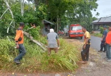 Angin Kencang Melanda Sabang, Sebabkan Pohon Tumbang