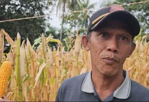 Program Jagung Pipil BUMG Sabang–Merauke Capai Target Produksi