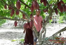Kakao Sabang Berpeluang Jadi Destinasi Agrowisata