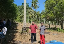 Petani Padi Gogo di Sabang Kembali Tanam di Lahan 5.000 Meter