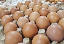Harga Naik, Penjualan Telur di Sabang Meningkat Selama Bulan Maulid