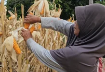 Panen Jagung BUMN di Sabang Belum Capai Target