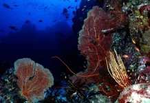 Pulau Weh, Surga Bawah Laut di Pertemuan Samudra Hindia, Andaman dan Selat Malaka