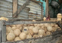 Pasokan Lokal Cukup, Harga Kelapa Kukur di Sabang Stabil