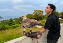 Atraksi Elang di Lhok Igeuh Jadi Daya Tarik Menjelang Sunset