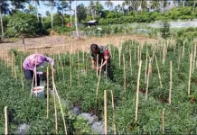 Babinsa Bantu Petani Panen Cabai Merah di Cot Ba’u