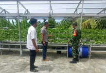 Babinsa dan Keuchik Pantau Budidaya Sawi Hidroponik Gampong Paya