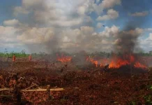 Kebakaran Gambut Aceh Butuh Penanganan Khusus
