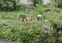 Pengendalian Hama Anjing Liar Menjadi Perhatian Khusus