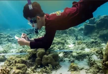 Ocean Diving Club Pantau Kondisi Terumbu Karang Aceh