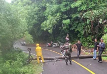 PLN Respon Cepat Pohon Tumbang yang Timpa Tiang Listrik di Sabang