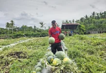 Petani di Sabang Panen Empat Ton Semangka dari Lahan 2.000 Meter