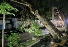 Pohon Tumbang di Menara Merah Putih Sabang Bahayakan Wisatawan