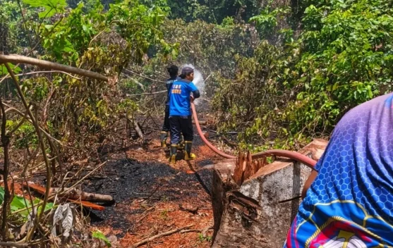 Pembakaran Bonggol Kayu Nyaris Sebabkan Kebakaran Lahan