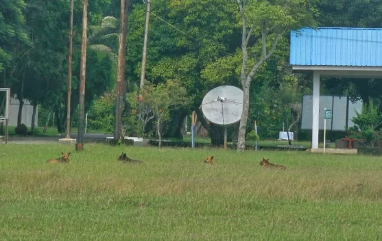 Perbakin Sabang Tunggu Instruksi Dinas Soal Pembasmian Anjing Liar