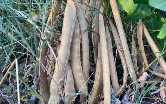 Kacang Koro Perkuat Ekonomi Petani Dari Panen Berkelanjutan