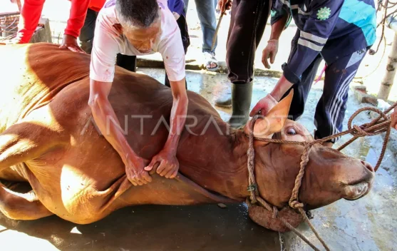 Komisi III: Pengadaan Sapi Kurban Presiden Pakai APBN Sah secara Hukum dan Syariah
