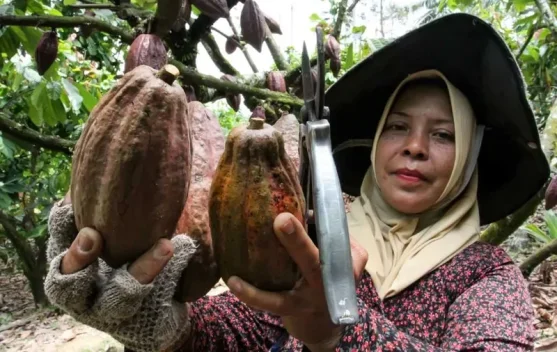 Dampak Selat Hormuz Ditutup, Harga Referensi Biji Kakao Juni 2026 Melesat 17%