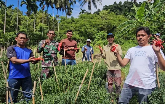 Produksi Cabai BUMG di Sabang Ditargetkan Capai 2 Ton Tahun Ini