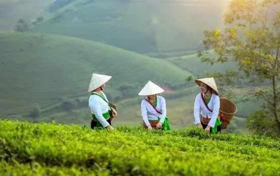 Petani Milenial Dorong Anak Muda Terjun ke Pertanian Modern