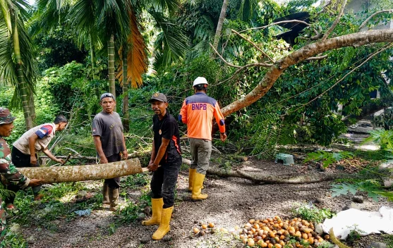 Dua Gampong di Sukajaya Dilanda Pohon Tumbang, BPBD Lakukan Evakuasi
