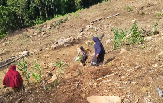 BUMG Balohan Tanam Jagung Pipil Tahap Kedua