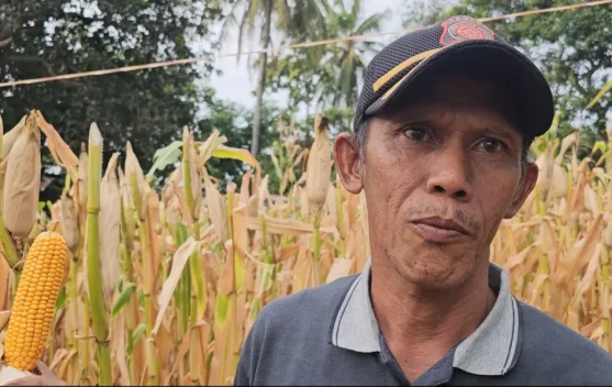 Program Jagung Pipil BUMG Sabang–Merauke Capai Target Produksi