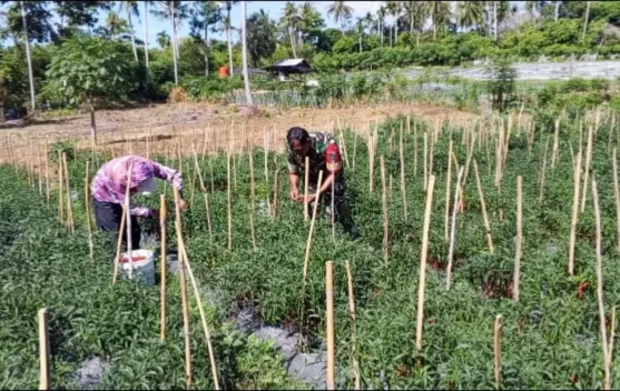 Babinsa Bantu Petani Panen Cabai Merah di Cot Ba’u