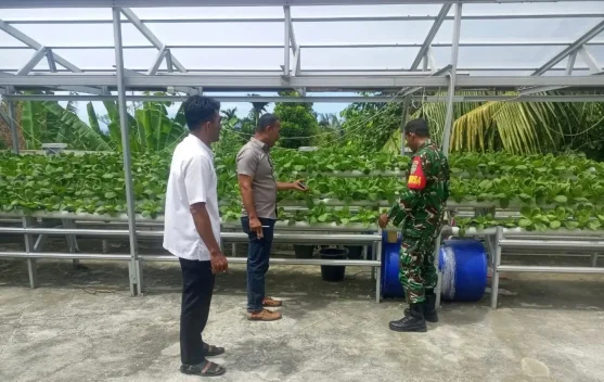 Babinsa dan Keuchik Pantau Budidaya Sawi Hidroponik Gampong Paya