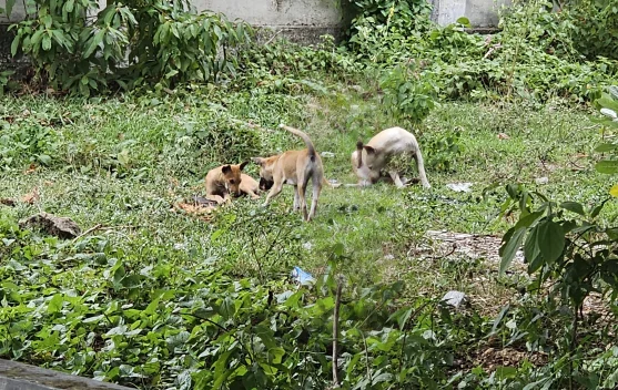 Pengendalian Hama Anjing Liar Menjadi Perhatian Khusus