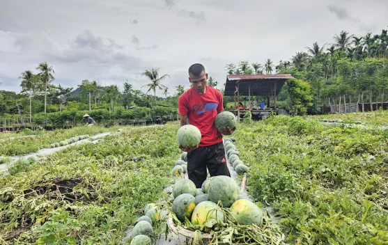 Petani di Sabang Panen Empat Ton Semangka dari Lahan 2.000 Meter