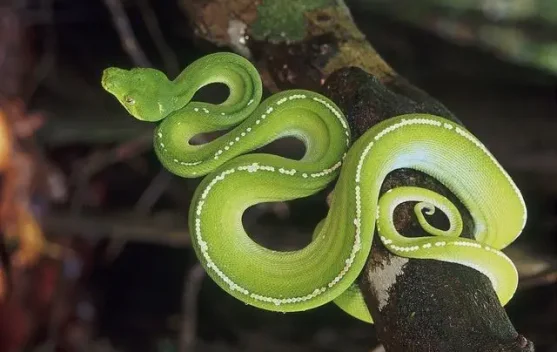 Pentingnya Edukasi dalam Memelihara Hewan Melata agar Tetap Aman