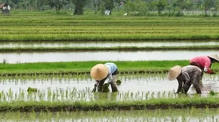 Daerah Irigasi di Kaltim, Dukung Swasembada Pangan