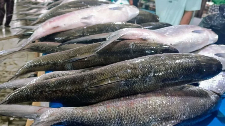DKP Kaltim Perkuat Budidaya Ikan Jaga Ketahanan Pasokan Laut