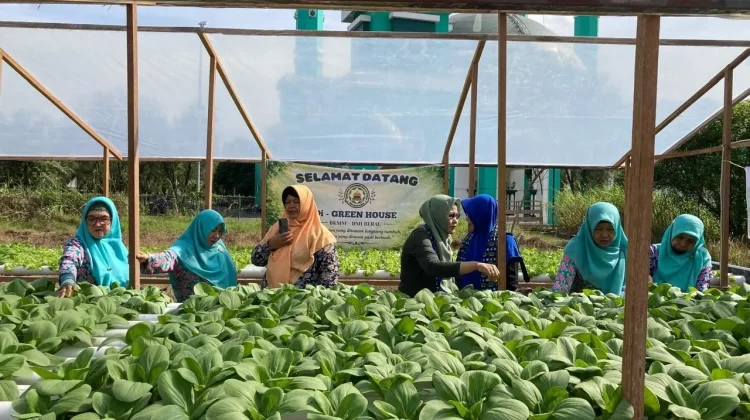 Kemenag Berau Kembangkan Hidroponik Masjid