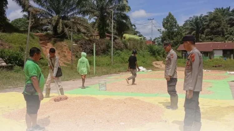 Polsek Muara Ancalong Tinjau Panen Jagung di Desa Long Pejeng