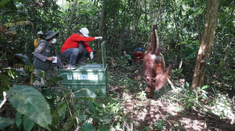 Habitat Terfragmentasi, BKSDA Kaltim Translokasi Orangutan dan Anak Kembarnya