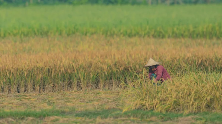 DJPb Sebut Petani Kaltim Relatif Lebih Sejahtera dari Rata-rata Nasional