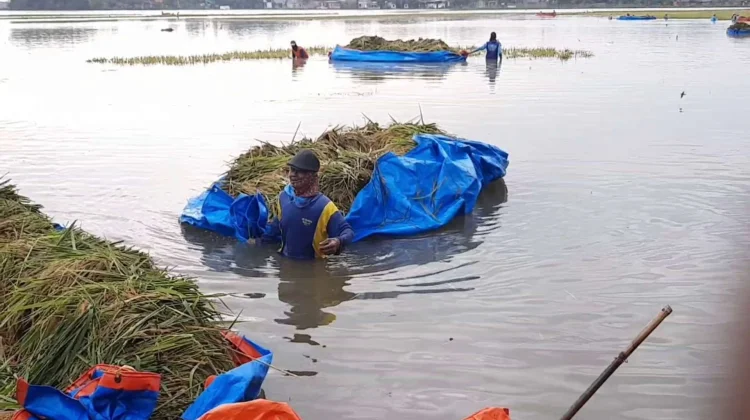 Petani Kaltim Didorong Manfaatkan Bantuan Saat Gagal Panen