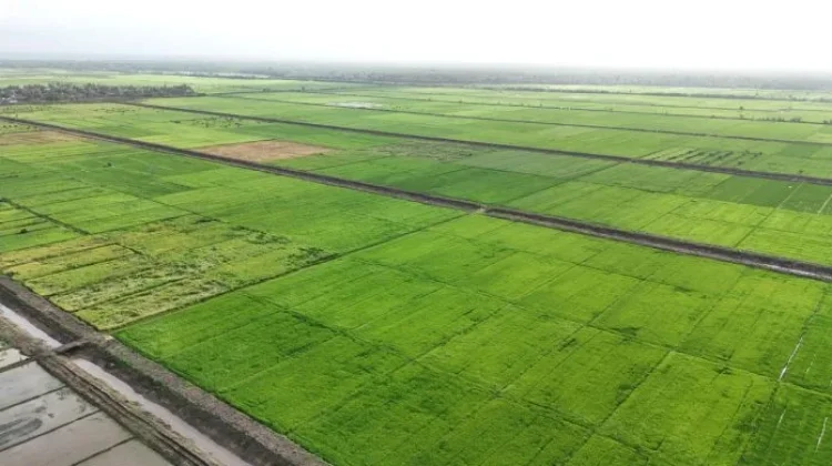 Kaltim Target Cetak Sawah 12–14 Ribu Hektare 2026