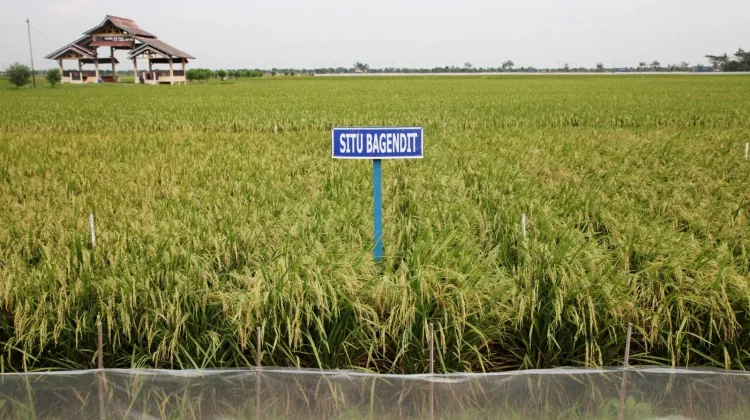 Kementan Dorong Varietas Padi Adaptif Hadapi Kemarau Lebih Awal