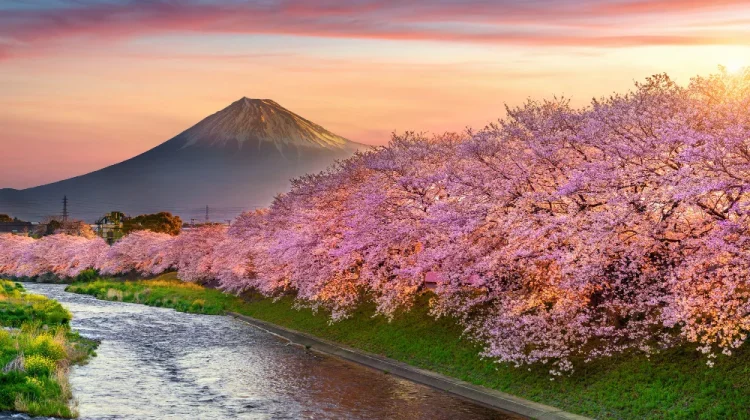 Jepang Prediksi Bunga Sakura 2026 Mekar Lebih Awal