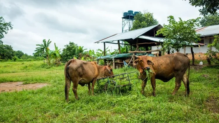 Kaltim Kembangkan Desa Korporasi Ternak Perkuat Pangan