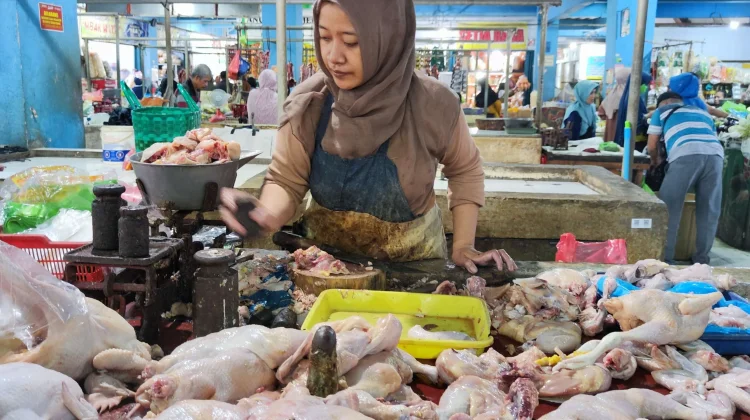 Disperindag Kukar Luruskan Isu Harga Ayam Rp95 Ribu, Berlaku untuk Ayam Kampung