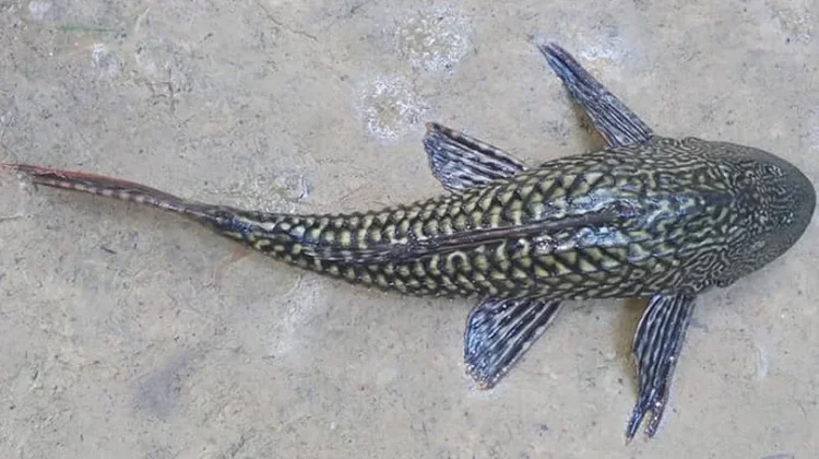 Ikan Sapu-Sapu: Pembersih Akuarium yang Jadi Ancaman Ekosistem